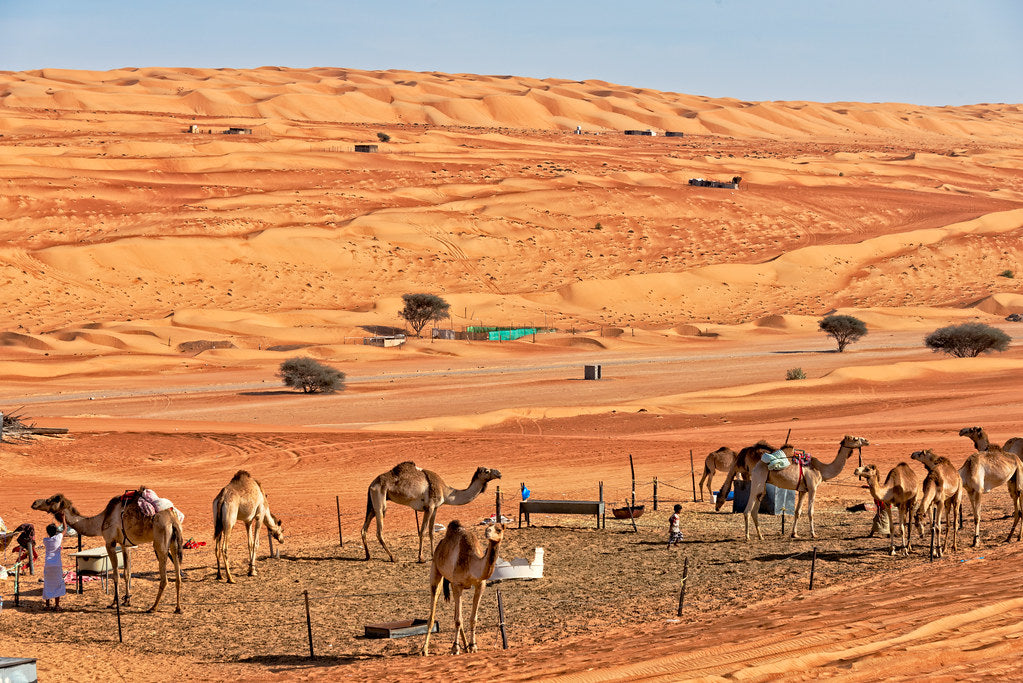 Desert Sunset Camel Ride: A Seamless Journey of Beauty and Comfort